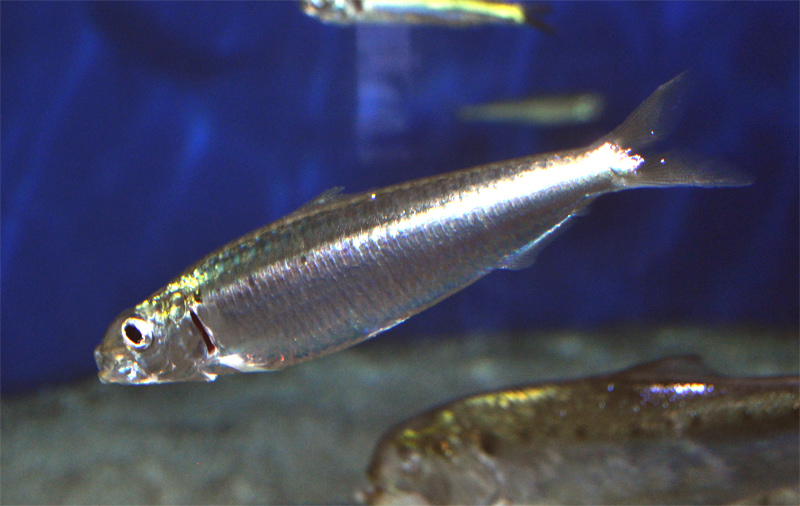 European pilchard sardine
